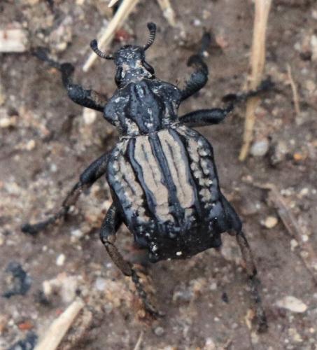 Brachycerus undatus